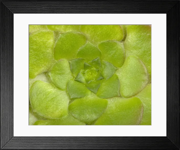 Framed Print : Picture No. 10896438 Framed Print : Picture No. 10896438