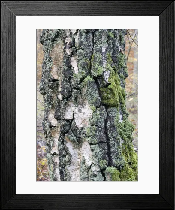 Framed Print : Picture No. 10896436 Framed Print : Picture No. 10896436