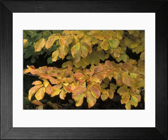Framed Print : Picture No. 10896434 Framed Print : Picture No. 10896434