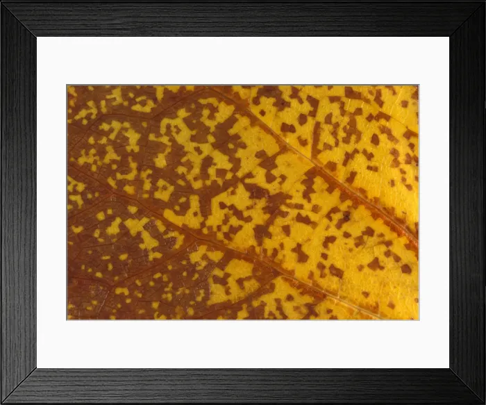 Framed Print : Picture No. 10896437 Framed Print : Picture No. 10896437