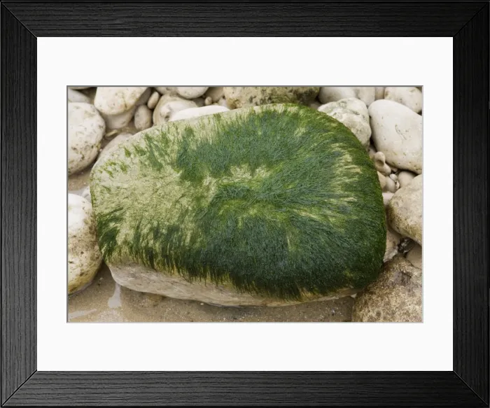Framed Print : Picture No. 10896442 Framed Print : Picture No. 10896442