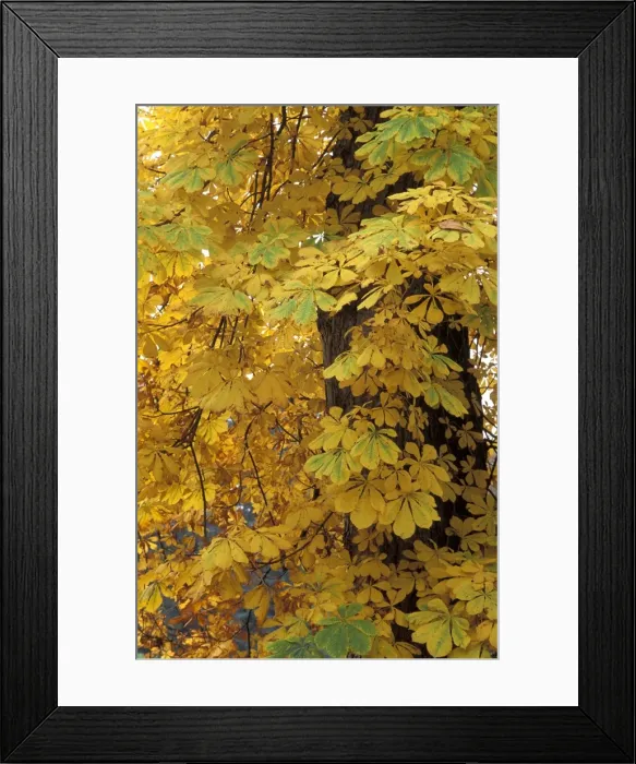Framed Print : Picture No. 10896440 Framed Print : Picture No. 10896440