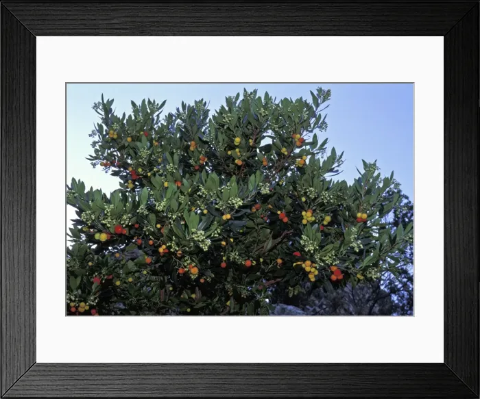 Framed Print : Picture No. 10896439 Framed Print : Picture No. 10896439