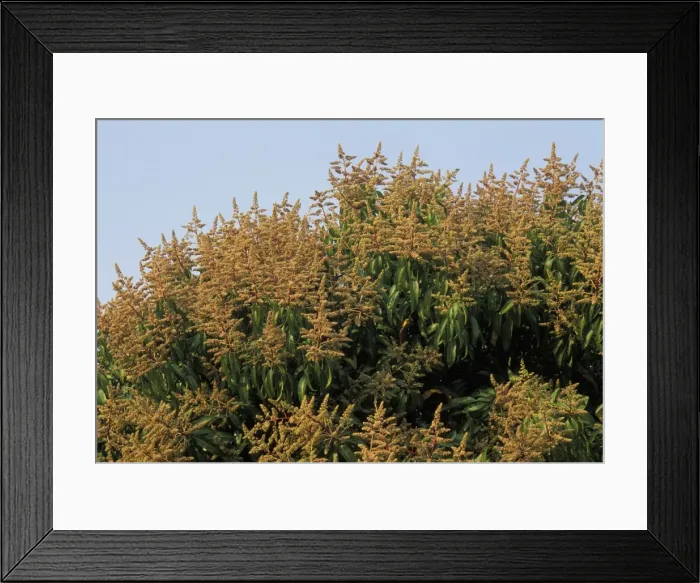 Framed Print : Picture No. 10896444 Framed Print : Picture No. 10896444
