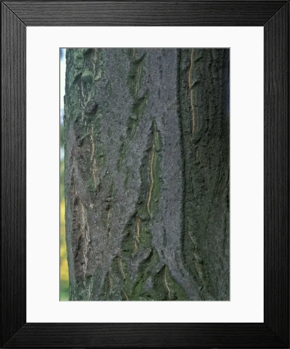 Framed Print : Picture No. 10896446 Framed Print : Picture No. 10896446