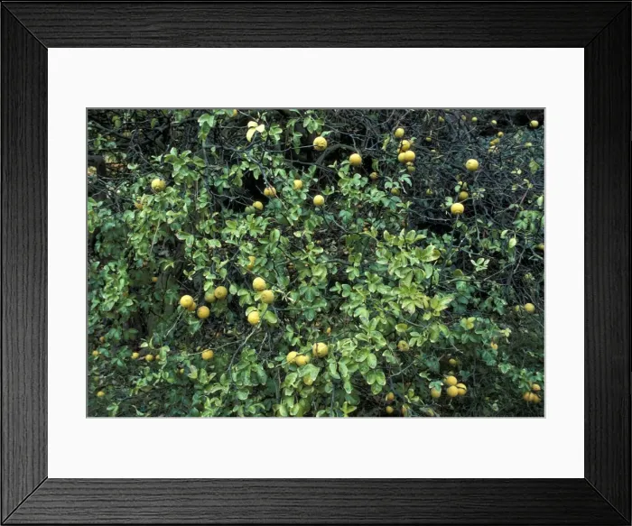Framed Print : Picture No. 10896441 Framed Print : Picture No. 10896441