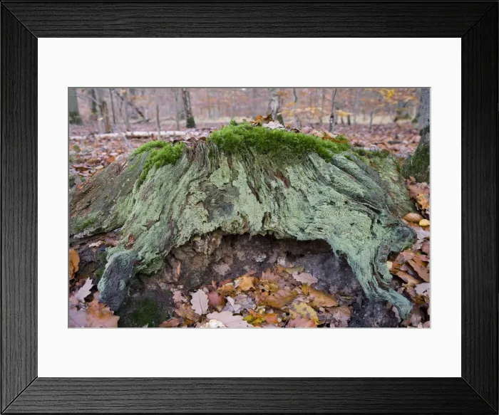 Framed Print : Picture No. 10896445 Framed Print : Picture No. 10896445