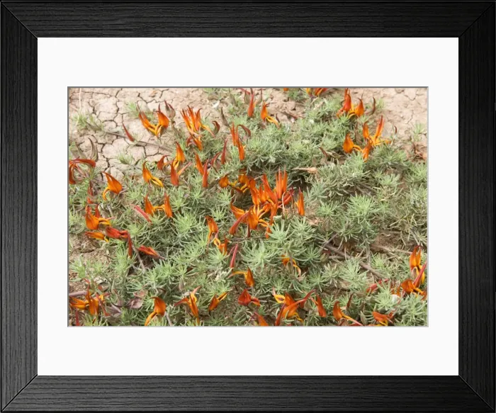 Framed Print : Picture No. 10896443 Framed Print : Picture No. 10896443