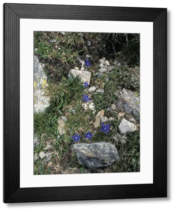 Framed Print : Picture No. 10896452 Framed Print : Picture No. 10896452