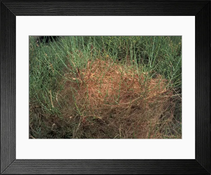 Framed Print : Picture No. 10896449 Framed Print : Picture No. 10896449