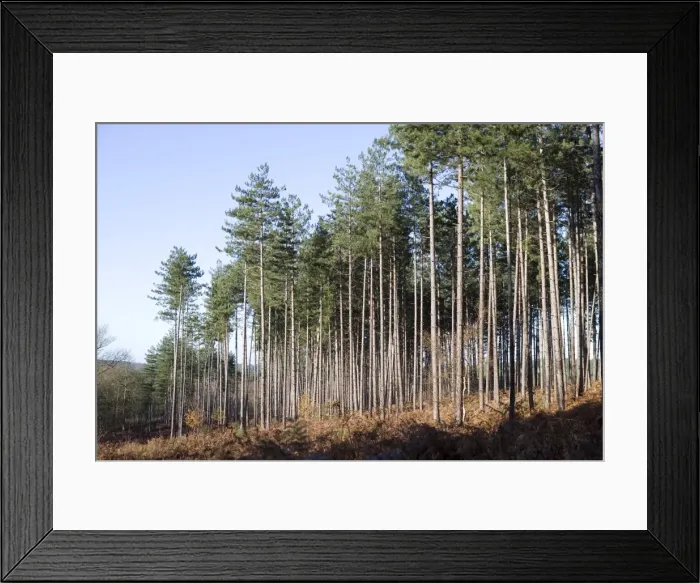Framed Print : Picture No. 10896447 Framed Print : Picture No. 10896447