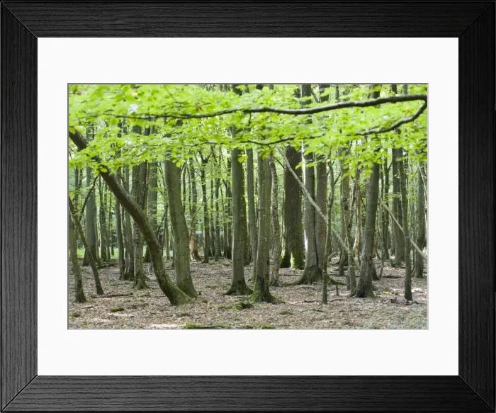 Framed Print : Picture No. 10896453 Framed Print : Picture No. 10896453