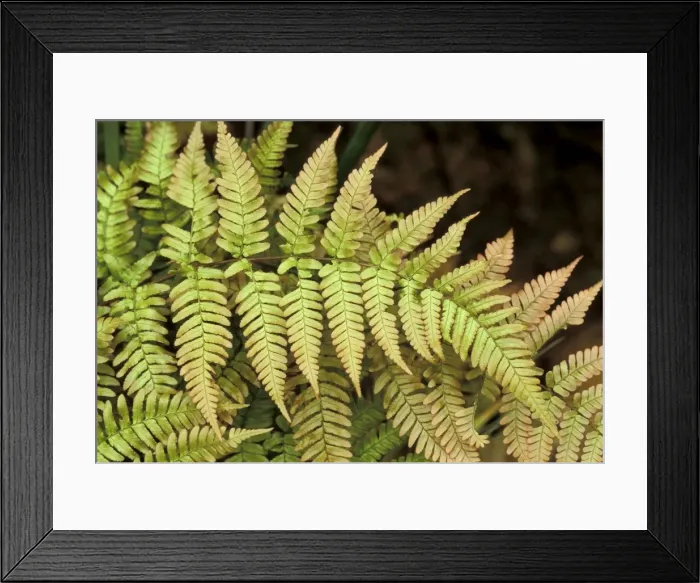 Framed Print : Picture No. 10896455 Framed Print : Picture No. 10896455