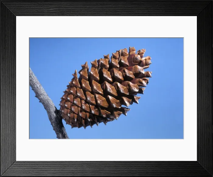 Framed Print : Picture No. 10896456 Framed Print : Picture No. 10896456