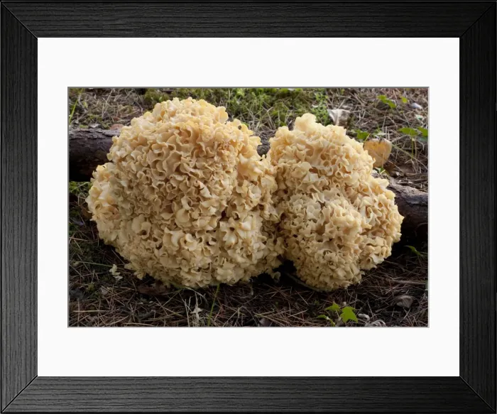 Framed Print : Picture No. 10896454 Framed Print : Picture No. 10896454