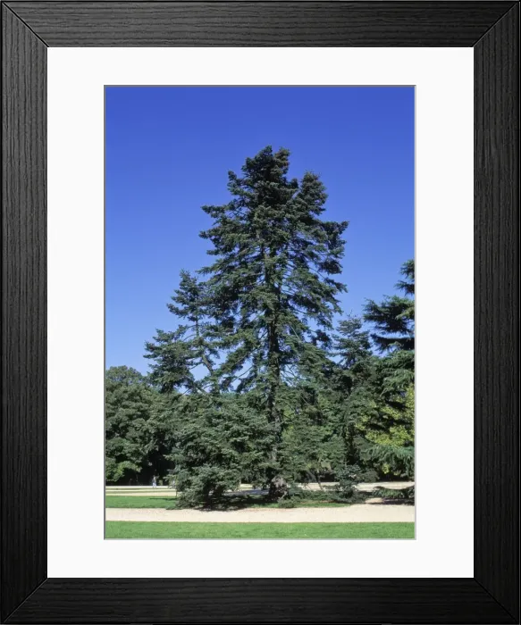 Framed Print : Picture No. 10896459 Framed Print : Picture No. 10896459