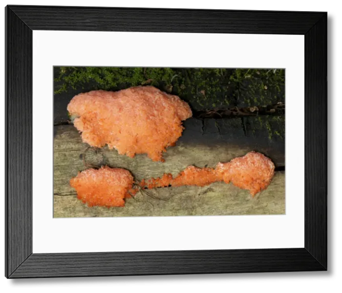 Framed Print : Picture No. 10896457 Framed Print : Picture No. 10896457