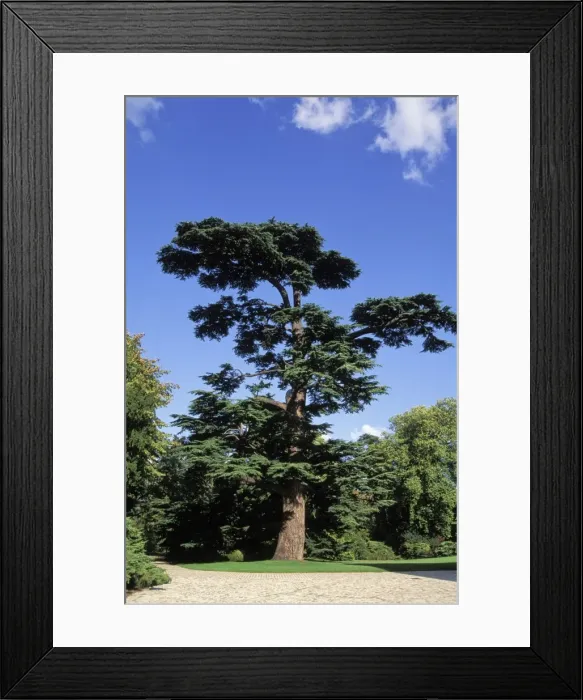 Framed Print : Picture No. 10896460
