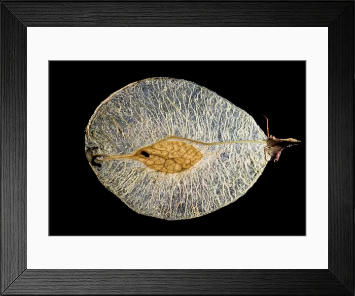 Framed Print : Picture No. 10896463 Framed Print : Picture No. 10896463