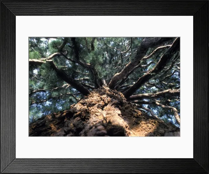 Framed Print : Picture No. 10896458 Framed Print : Picture No. 10896458