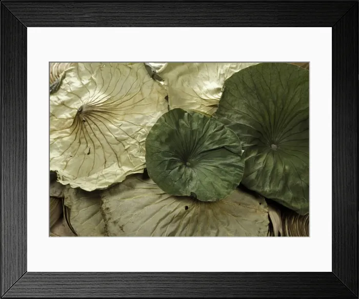 Framed Print : Picture No. 10896461