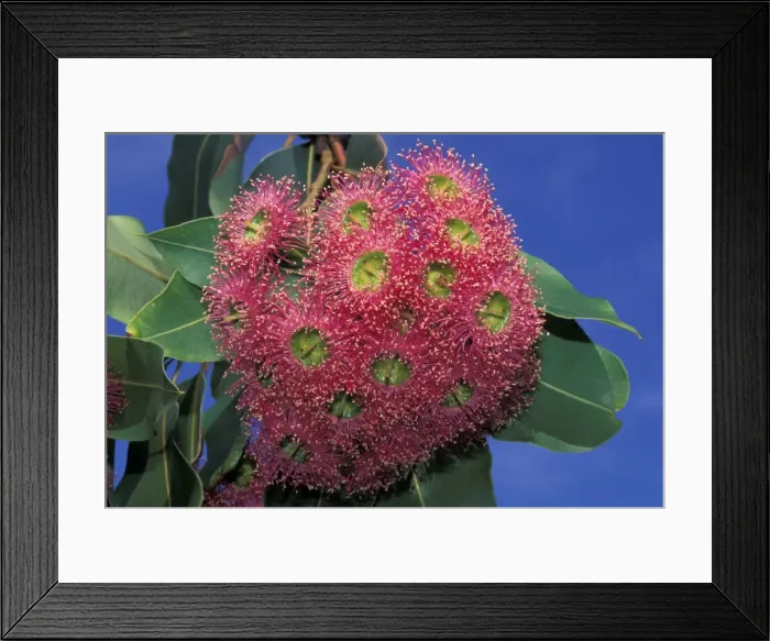 Framed Print : Picture No. 10896462