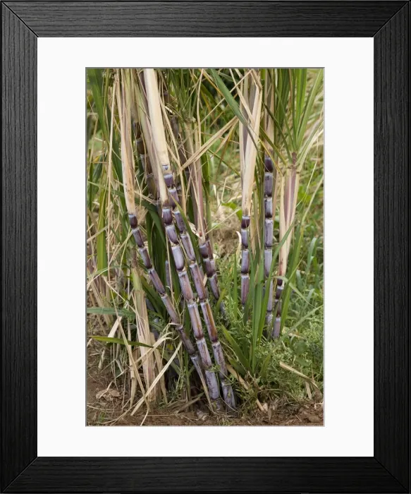 Framed Print : Picture No. 10896464 Framed Print : Picture No. 10896464
