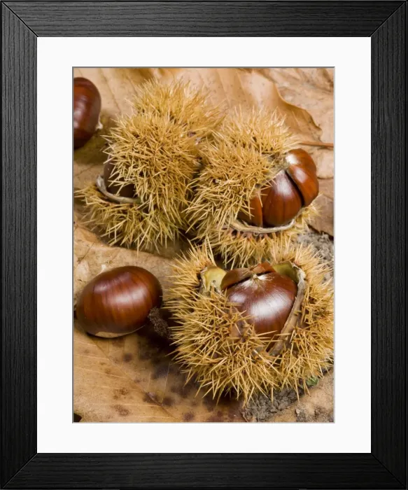 Framed Print : Picture No. 10896473