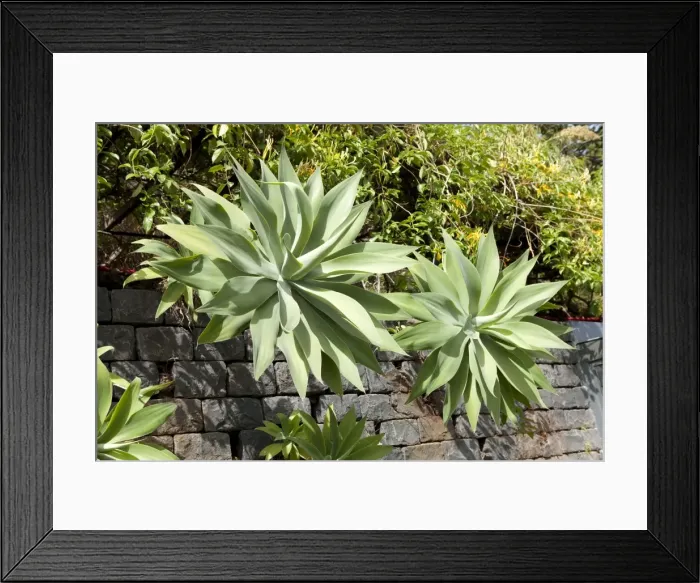 Framed Print : Picture No. 10896469 Framed Print : Picture No. 10896469