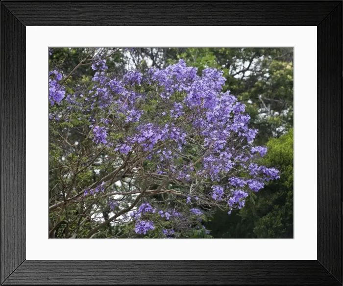 Framed Print : Picture No. 10896467 Framed Print : Picture No. 10896467