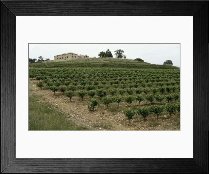 Framed Print : Picture No. 10896470 Framed Print : Picture No. 10896470