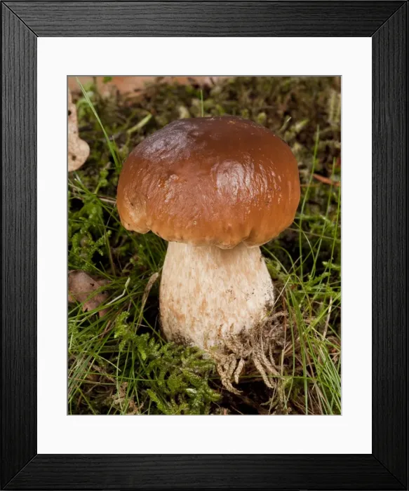 Framed Print : Picture No. 10896474 Framed Print : Picture No. 10896474
