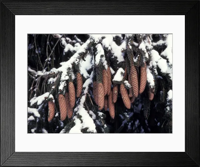 Framed Print : Picture No. 10896476 Framed Print : Picture No. 10896476