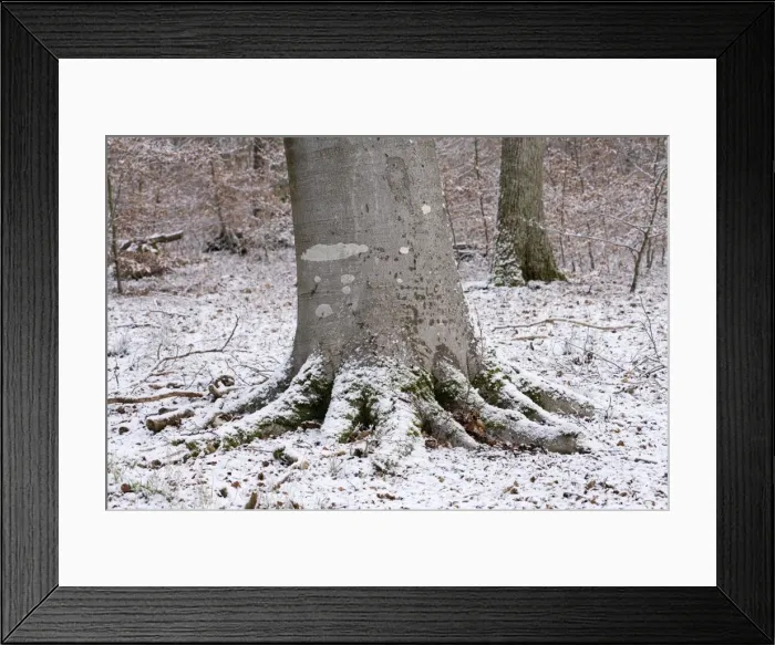 Framed Print : Picture No. 10896478 Framed Print : Picture No. 10896478