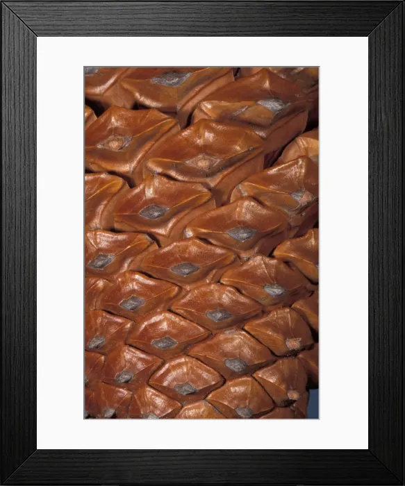 Framed Print : Picture No. 10896475 Framed Print : Picture No. 10896475