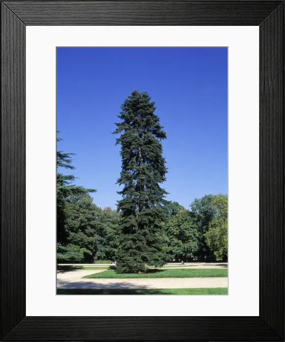 Framed Print : Picture No. 10896479 Framed Print : Picture No. 10896479