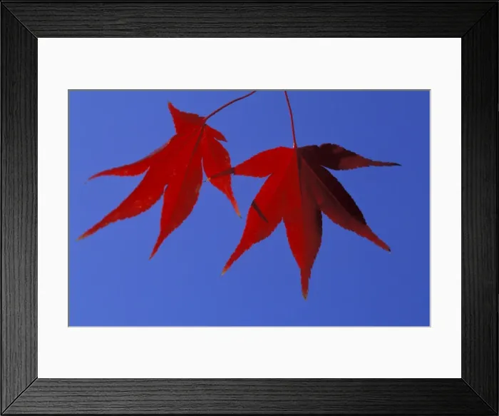 Framed Print : Picture No. 10896481 Framed Print : Picture No. 10896481