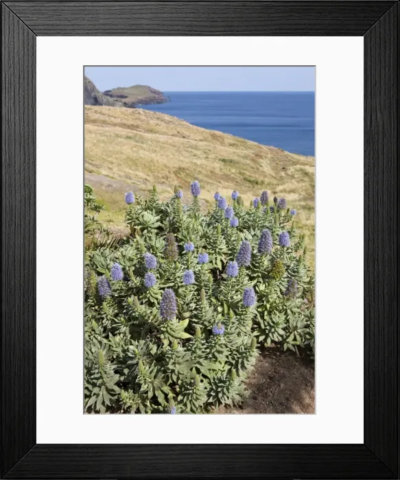 Framed Print : Picture No. 10896484 Framed Print : Picture No. 10896484