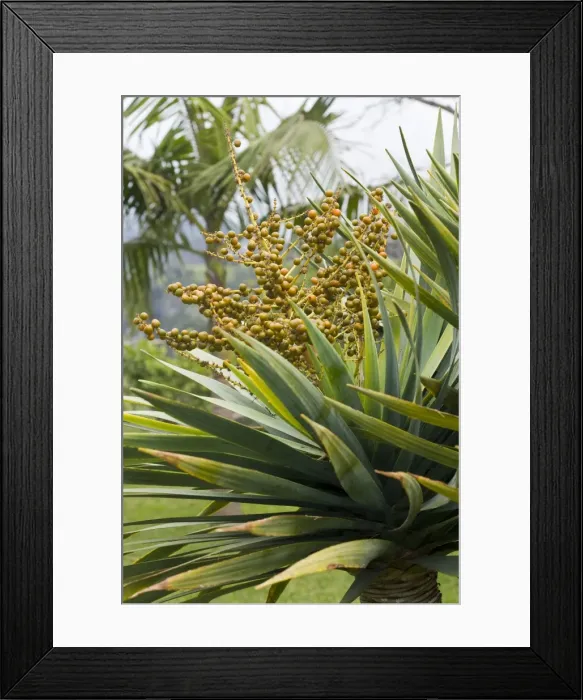 Framed Print : Picture No. 10896482 Framed Print : Picture No. 10896482
