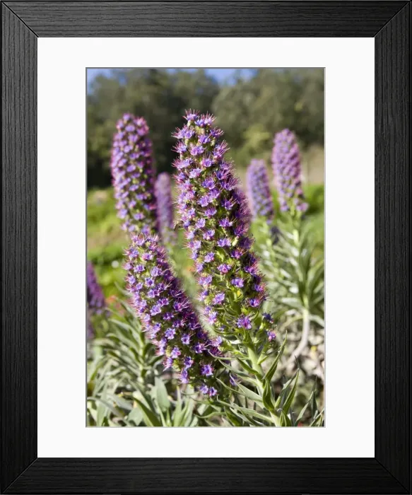 Framed Print : Picture No. 10896480 Framed Print : Picture No. 10896480