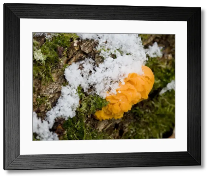 Framed Print : Picture No. 10896485 Framed Print : Picture No. 10896485