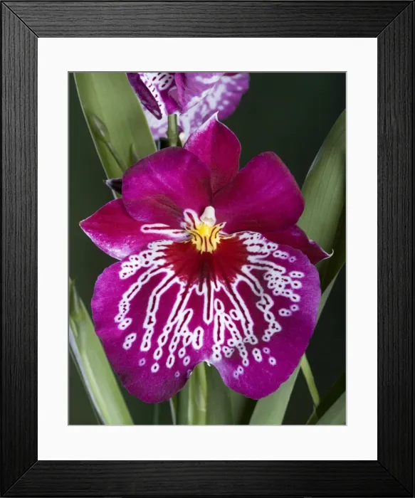 Framed Print : Picture No. 10896489 Framed Print : Picture No. 10896489