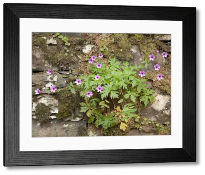 Framed Print : Picture No. 10896491
