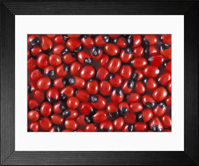 Framed Print : Picture No. 10896490 Framed Print : Picture No. 10896490
