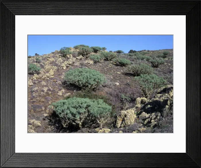 Framed Print : Picture No. 10896483 Framed Print : Picture No. 10896483