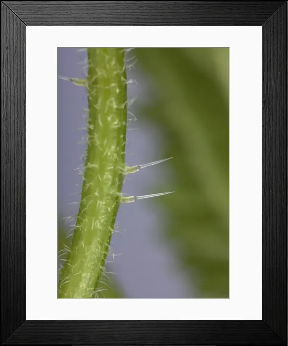 Framed Print : Picture No. 10896493 Framed Print : Picture No. 10896493