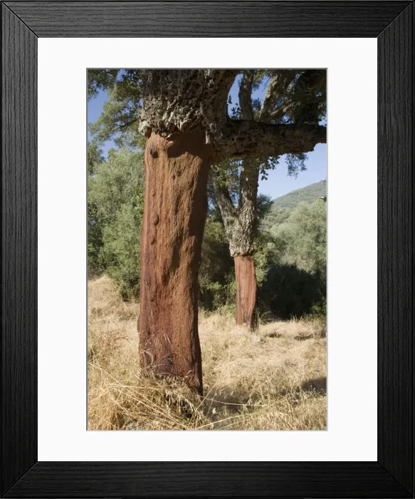 Framed Print : Picture No. 10896495