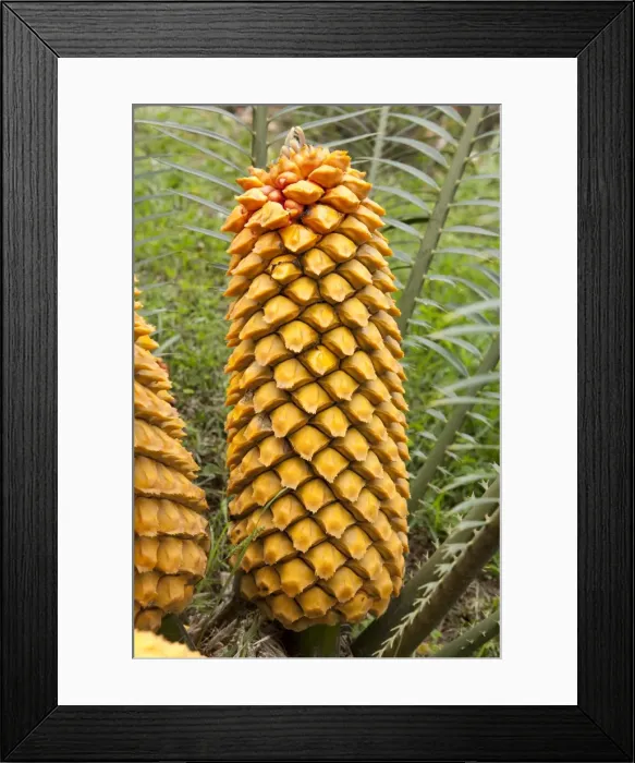 Framed Print : Picture No. 10896497 Framed Print : Picture No. 10896497