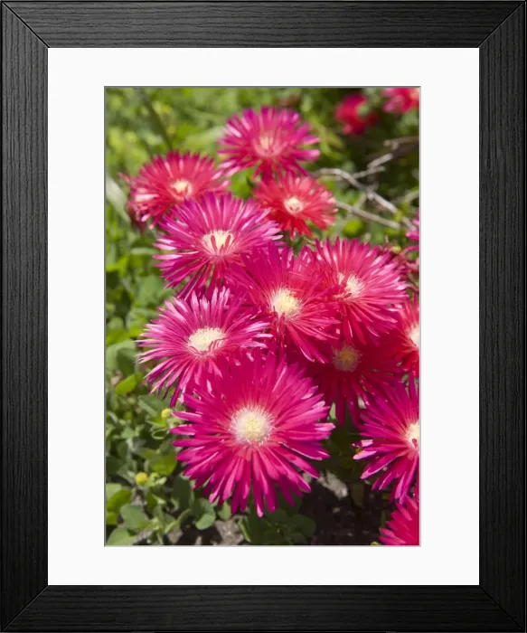 Framed Print : Picture No. 10896502 Framed Print : Picture No. 10896502
