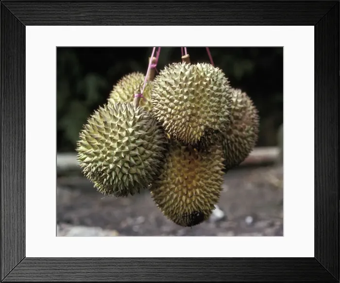 Framed Print : Picture No. 10896503 Framed Print : Picture No. 10896503
